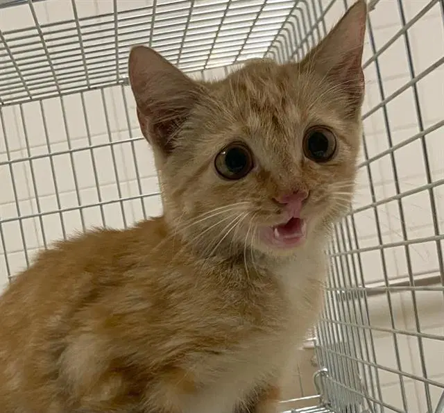Derp image 1