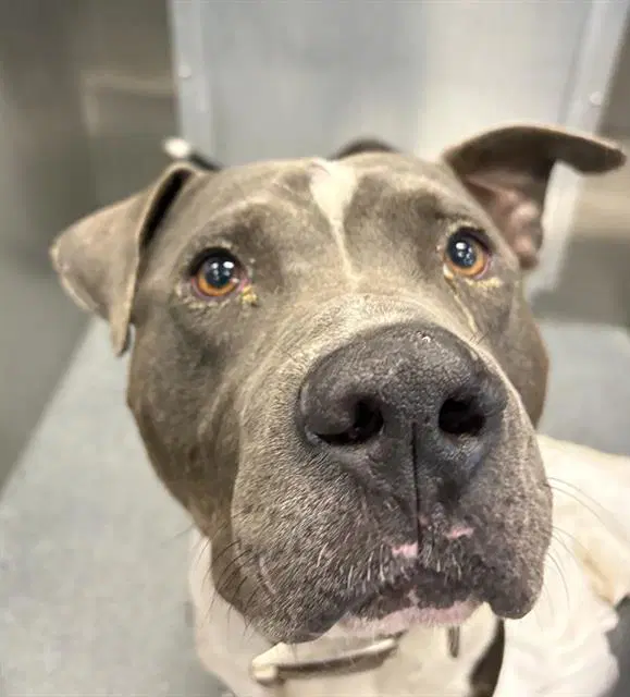 Dumbo - Pit Bull Terrier
