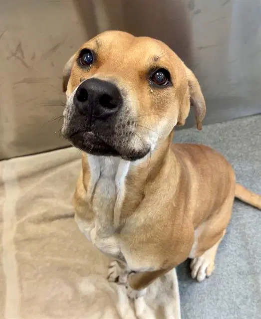 Clifford - Black Mouth Cur