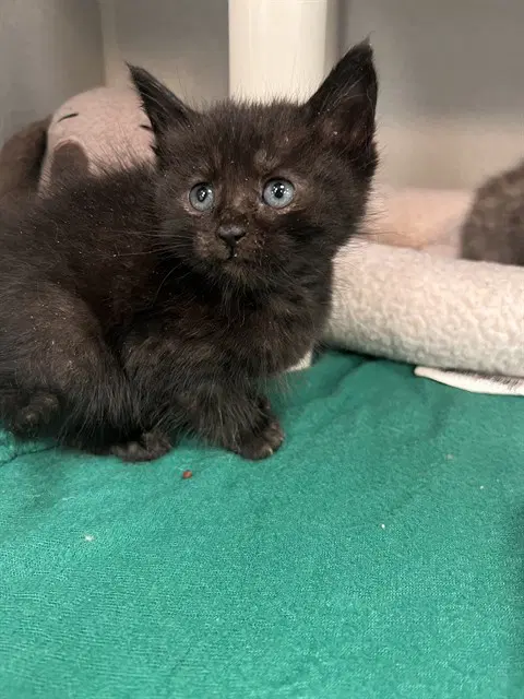 Westy - Domestic Short Hair