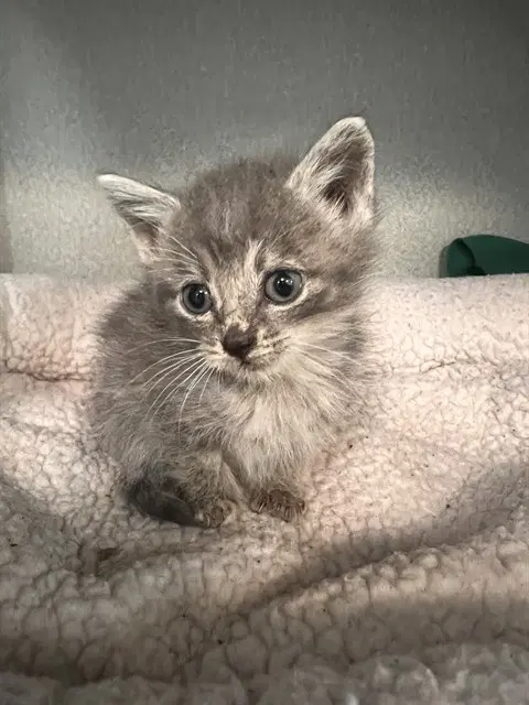 Wally - Domestic Short Hair