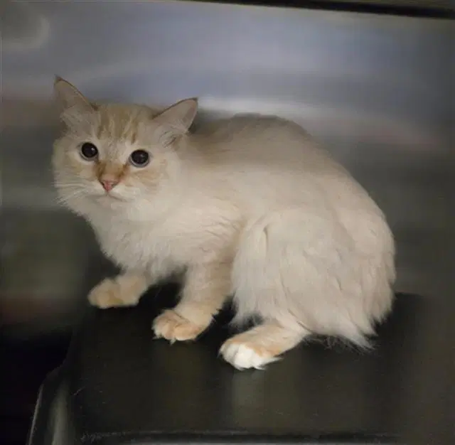 Frida - Domestic Medium Hair