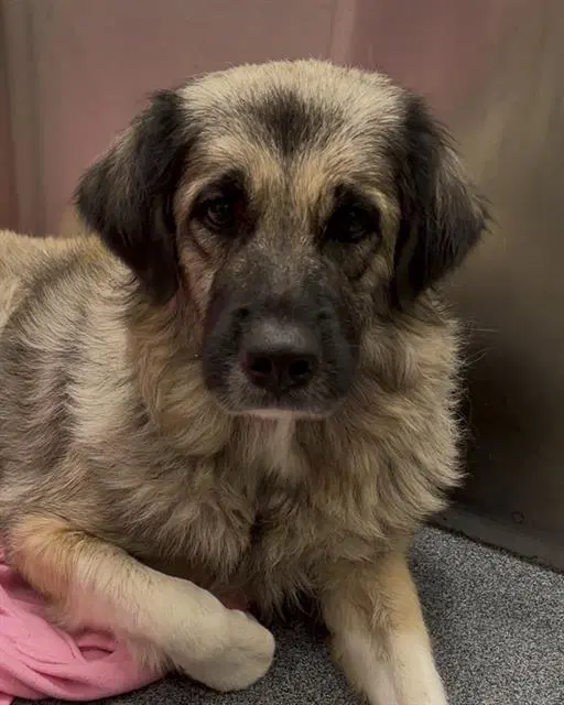 Serena - Anatolian Shepherd