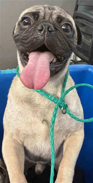 Pebbles - Pug