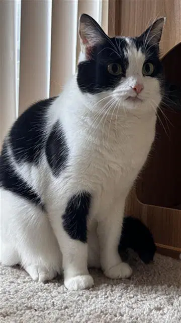 Belle - Domestic Short Hair