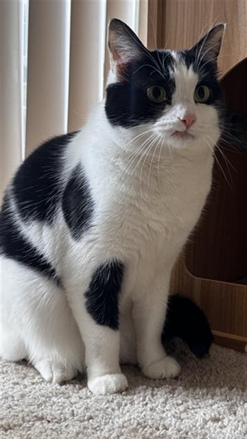 Belle
