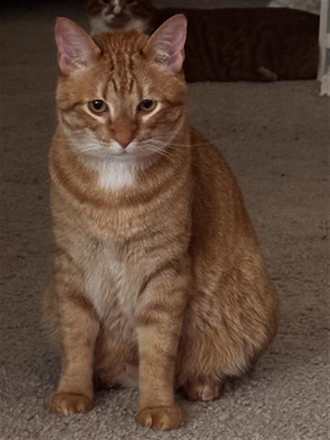 Butterscotch