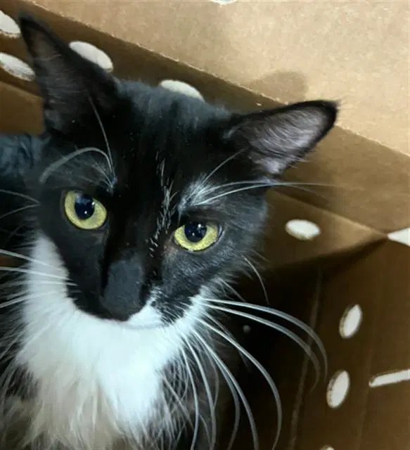 Oreo - Domestic Short Hair