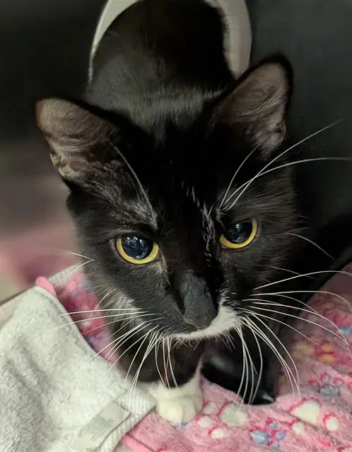 Oreo - Domestic Short Hair