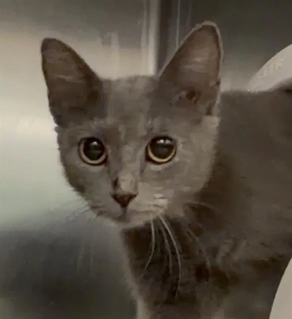 Momma - Domestic Short Hair
