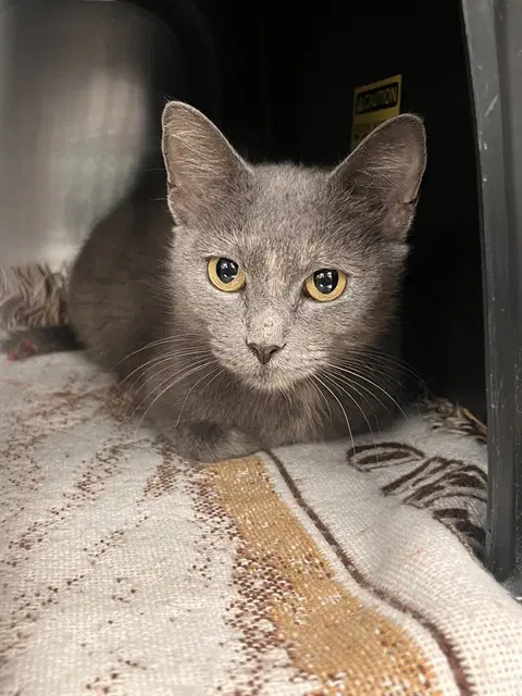 Momma - Domestic Short Hair