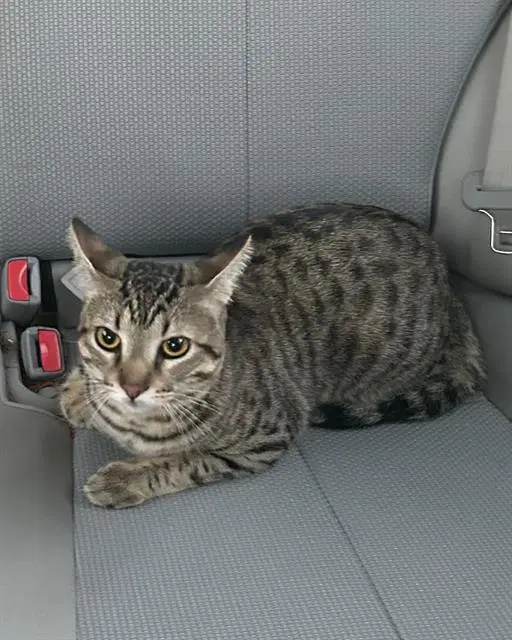 Chomp - Domestic Short Hair