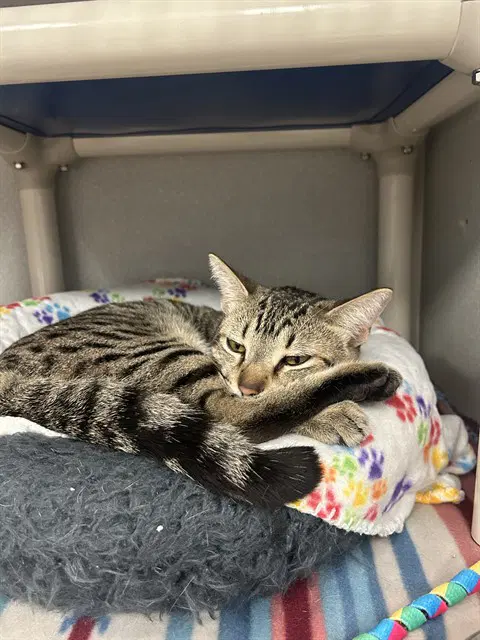 Chomp - Domestic Short Hair