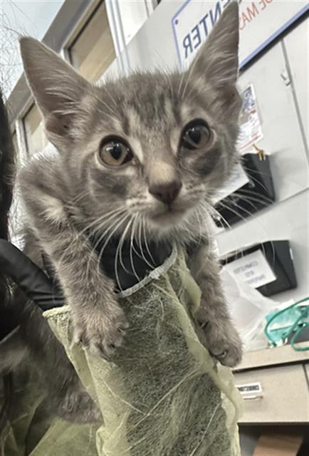 Milo