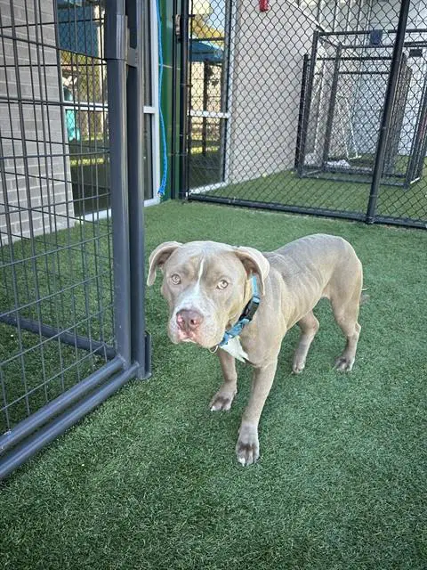 Zeus - Pit Bull Terrier