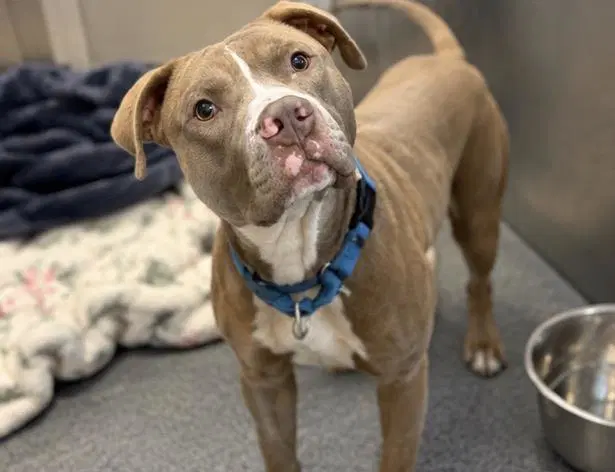 Zeus - Pit Bull Terrier