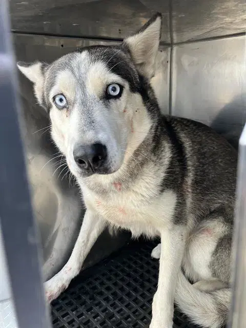 Slate - Siberian Husky
