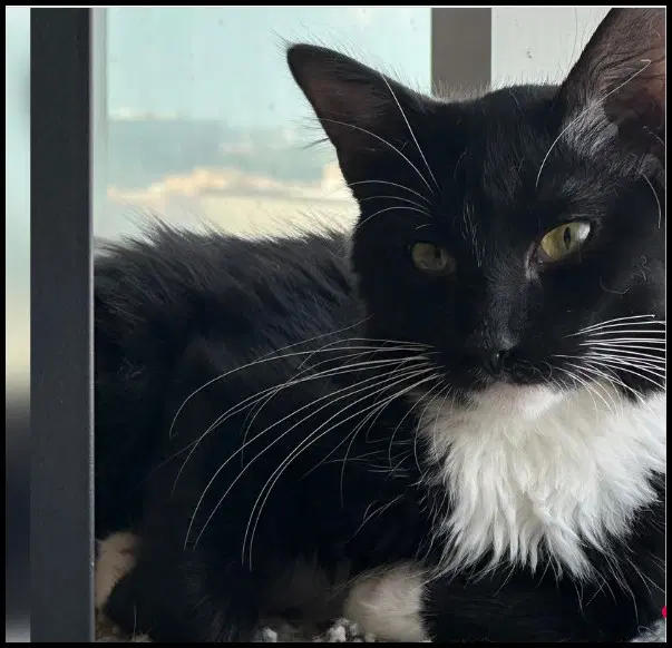 Bowser - Domestic Long Hair