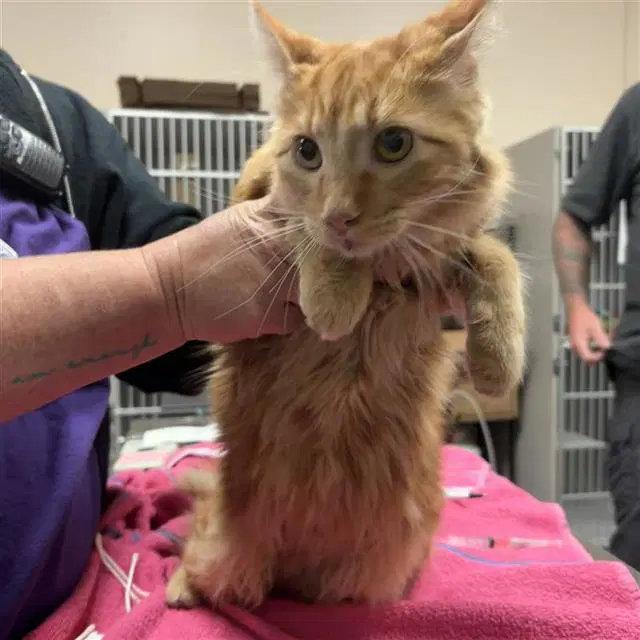 Lemon - Domestic Medium Hair