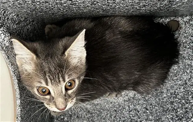 Cleo image 1