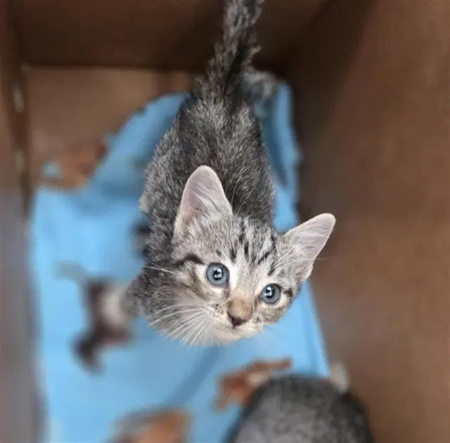 Tim - Domestic Short Hair