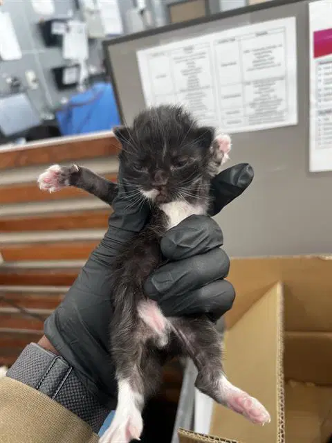Spooky - Domestic Medium Hair