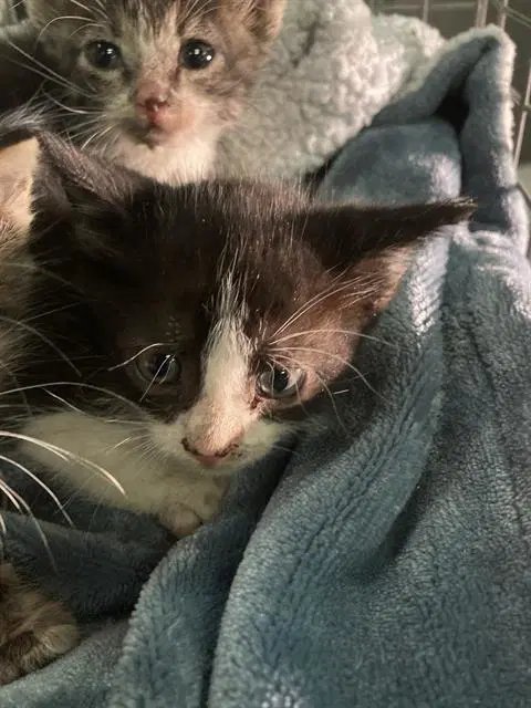 Blue - Domestic Short Hair