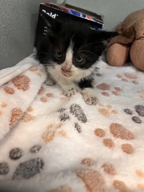 Blue - Domestic Short Hair