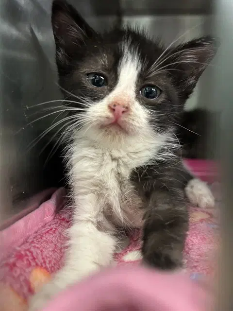 Blue - Domestic Short Hair