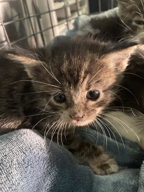 Auqa - Domestic Short Hair