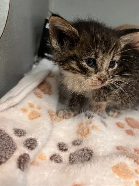 Auqa - Domestic Short Hair
