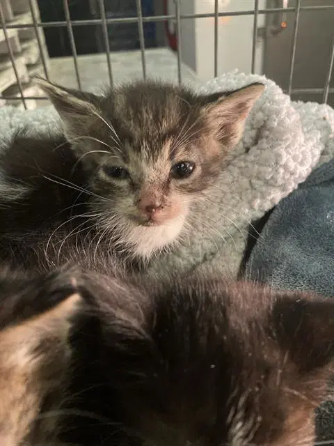 Rojo - Domestic Short Hair
