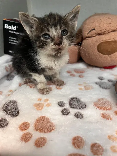 Rojo - Domestic Short Hair