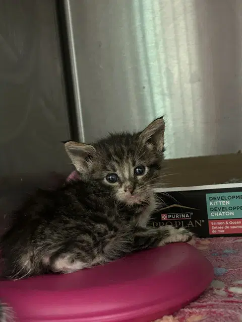Rojo - Domestic Short Hair