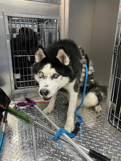 Smokey - Alaskan Malamute