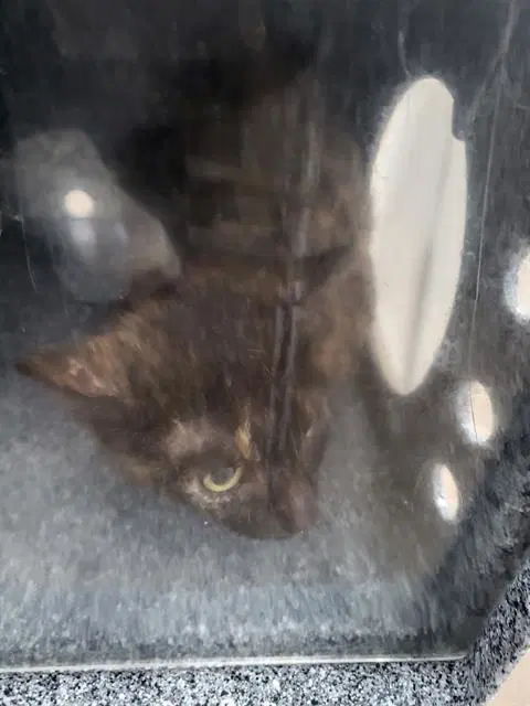 Mortica - Domestic Medium Hair