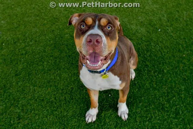 Marty - American Bulldog