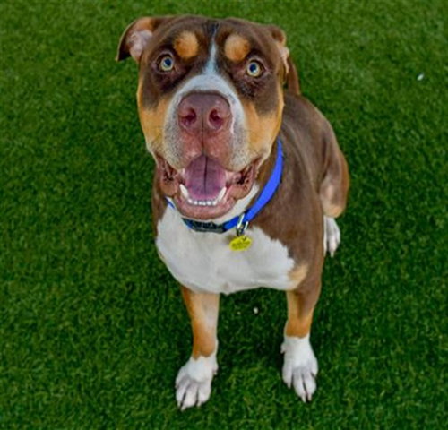 Marty, American Bulldog (medium coat)
