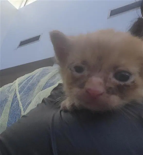 Fester - Domestic Medium Hair