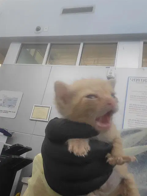 Wednesday - Domestic Medium Hair