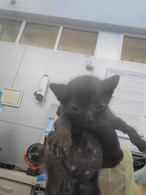 Enid - Domestic Medium Hair