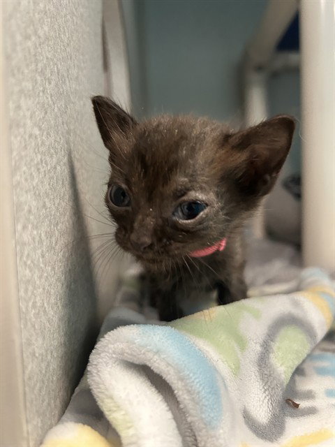 Enid, Domestic Medium Hair (medium coat)