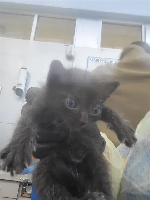 Bianca - Domestic Medium Hair