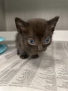 BIANCA — Dallas, TX Adoption