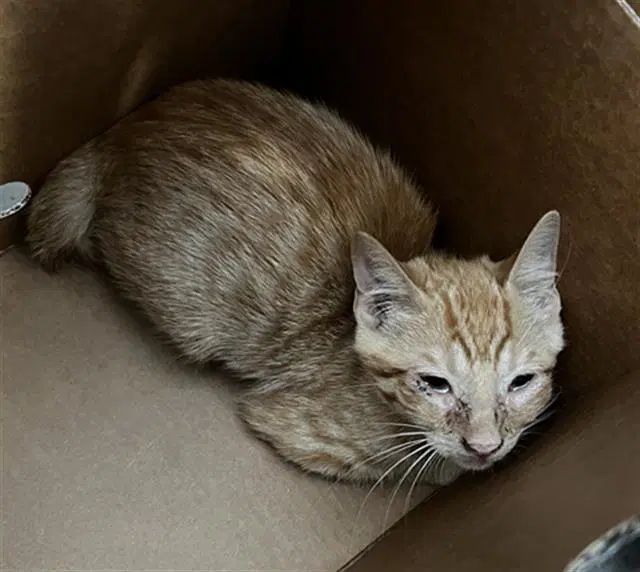 Cheeto - Domestic Medium Hair