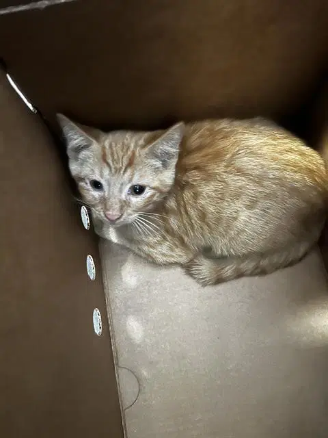 Cheddar - Domestic Medium Hair