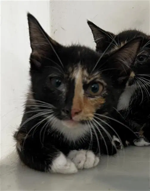 Marble - Domestic Medium Hair