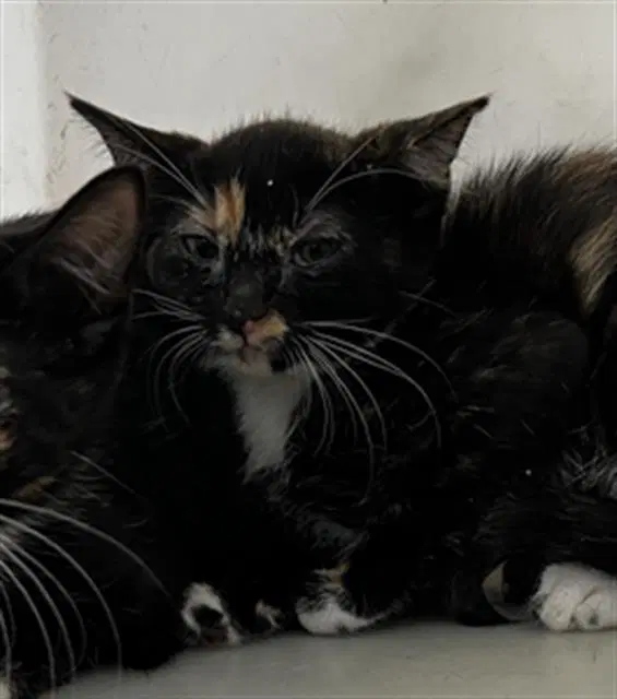 Patches - Domestic Medium Hair