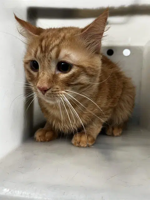 Tommy - Domestic Medium Hair