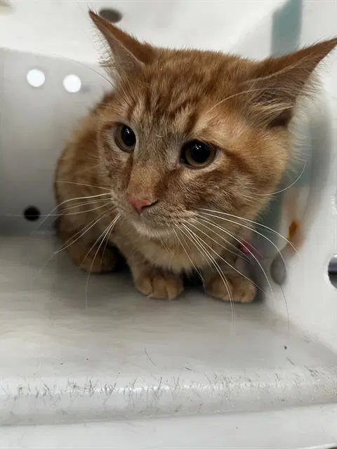 Gerald - Domestic Long Hair
